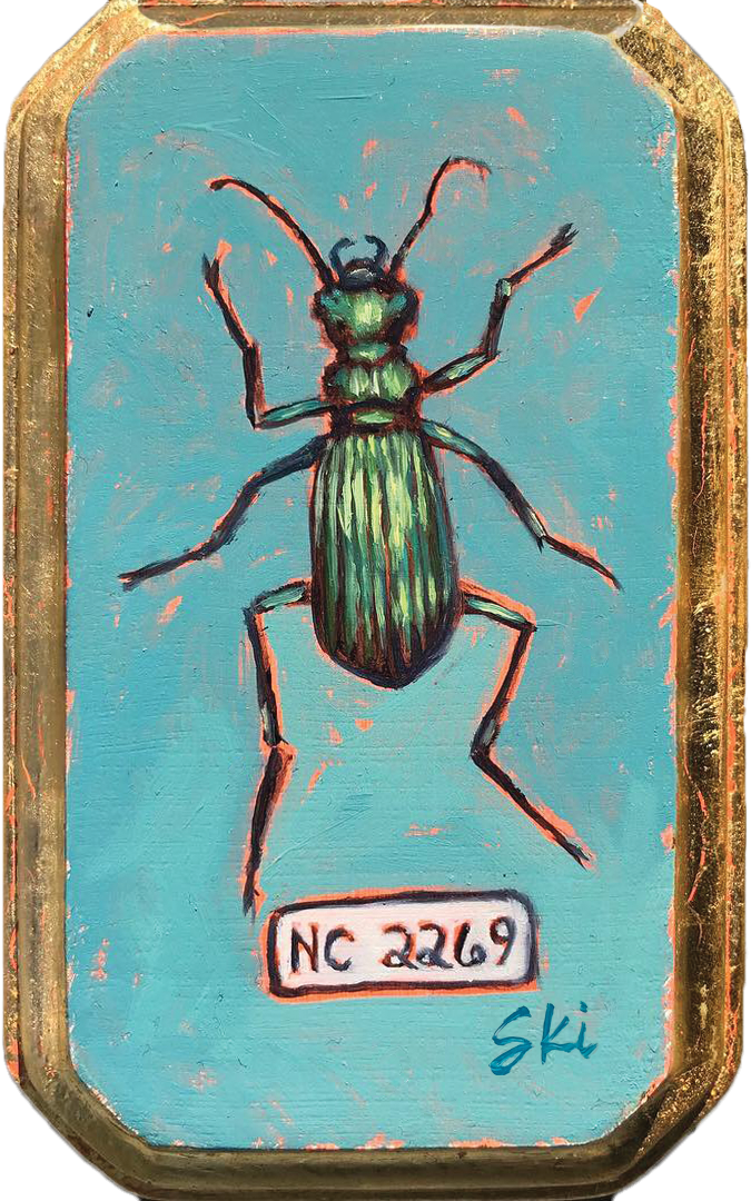 Specimen | Hunter Ground Beetle
