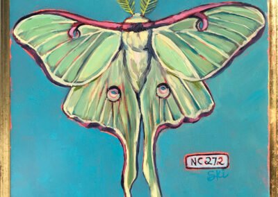 Specimen | NC 272 Luna Moth